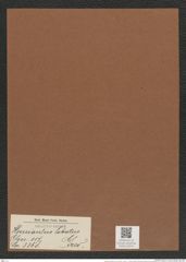 Hemiaulus lobatus Grev. (de-Toni-Nr.: Genus 117, Species 3368) Zeichnungen Sammlung Grunow Mappe 03574 (Herbarium_W_Grunow_drawings_Folder_03574)